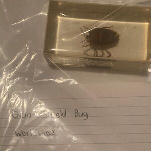 Giant Shield Bug - worldwide